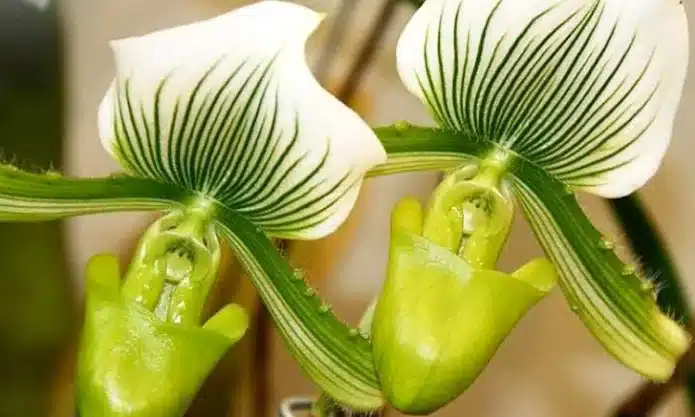 Орхидея Мауди фемма