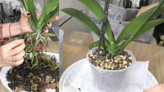 Как лучше ухаживать за орхидеей весной