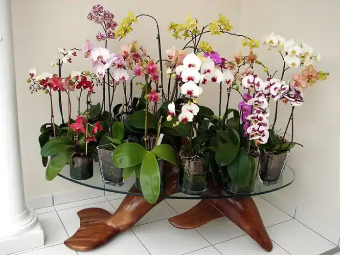 Разные сорта орхидеи
