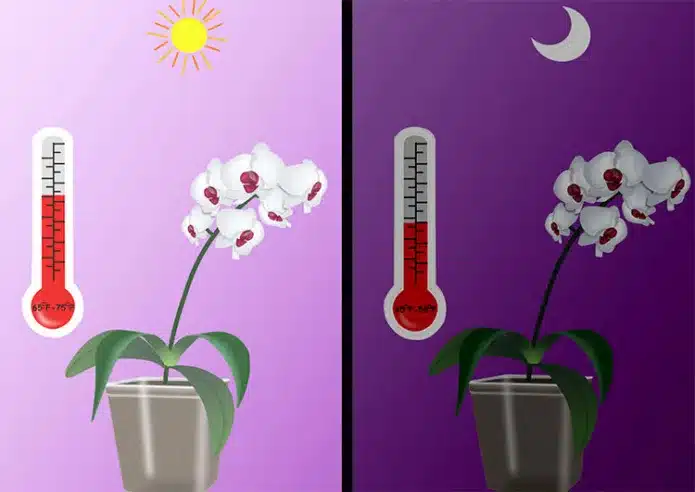 Температурный режим для орхидей