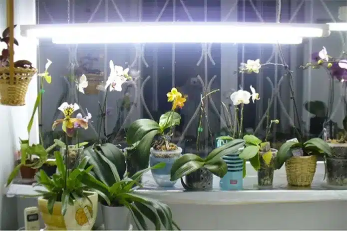 Как правильно выращивать орхидею дома