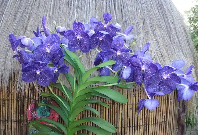 Уход за орхидеей в летний период