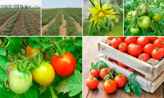 Рекомендации по выращиванию помидоров