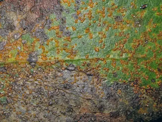 Ржавые листья у гортензии