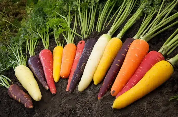 Календарь посадок на март: морковь