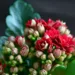 Каланхоэ Каландива с красными лепестками