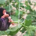 вертикальная подвязка огурцов