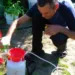 Зелёное мыло – препарат для защиты растений от вредителей