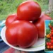 Томат Спасская башня F1