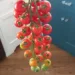 Rapunzel Tomato