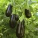 Баклажан Эпик