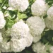Цветущая калина Бульденеж