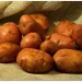 сорт картофеля журавинка