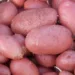 картофель ред скарлетт